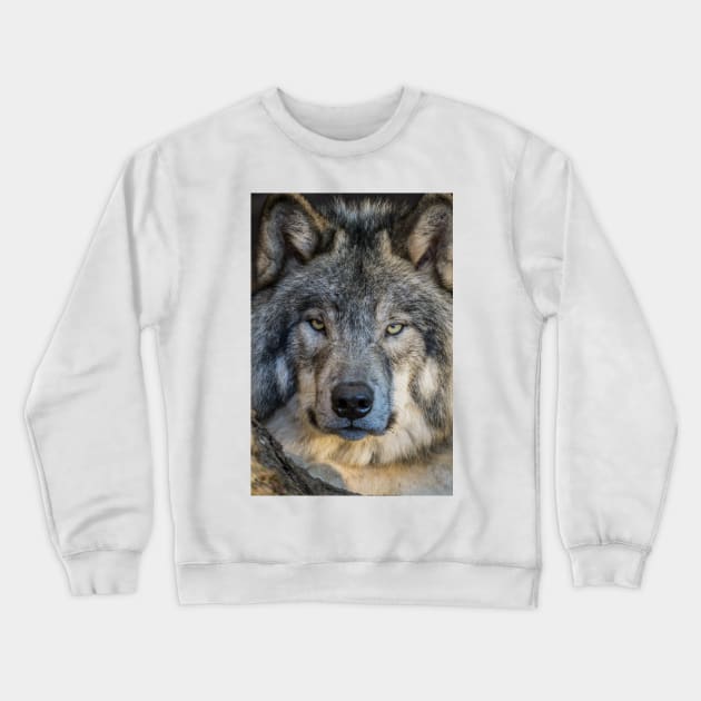Timber Wolf Portrait Crewneck Sweatshirt by jaydee1400